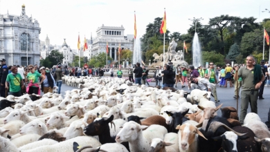 Cuándo y cómo va a ser la Fiesta de la Trashumancia en Madrid: de qué manera afectará la acampada en Sol