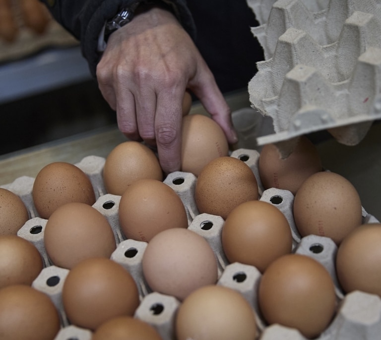 Cómo elegir los mejores huevos en el supermercado, según la OCU