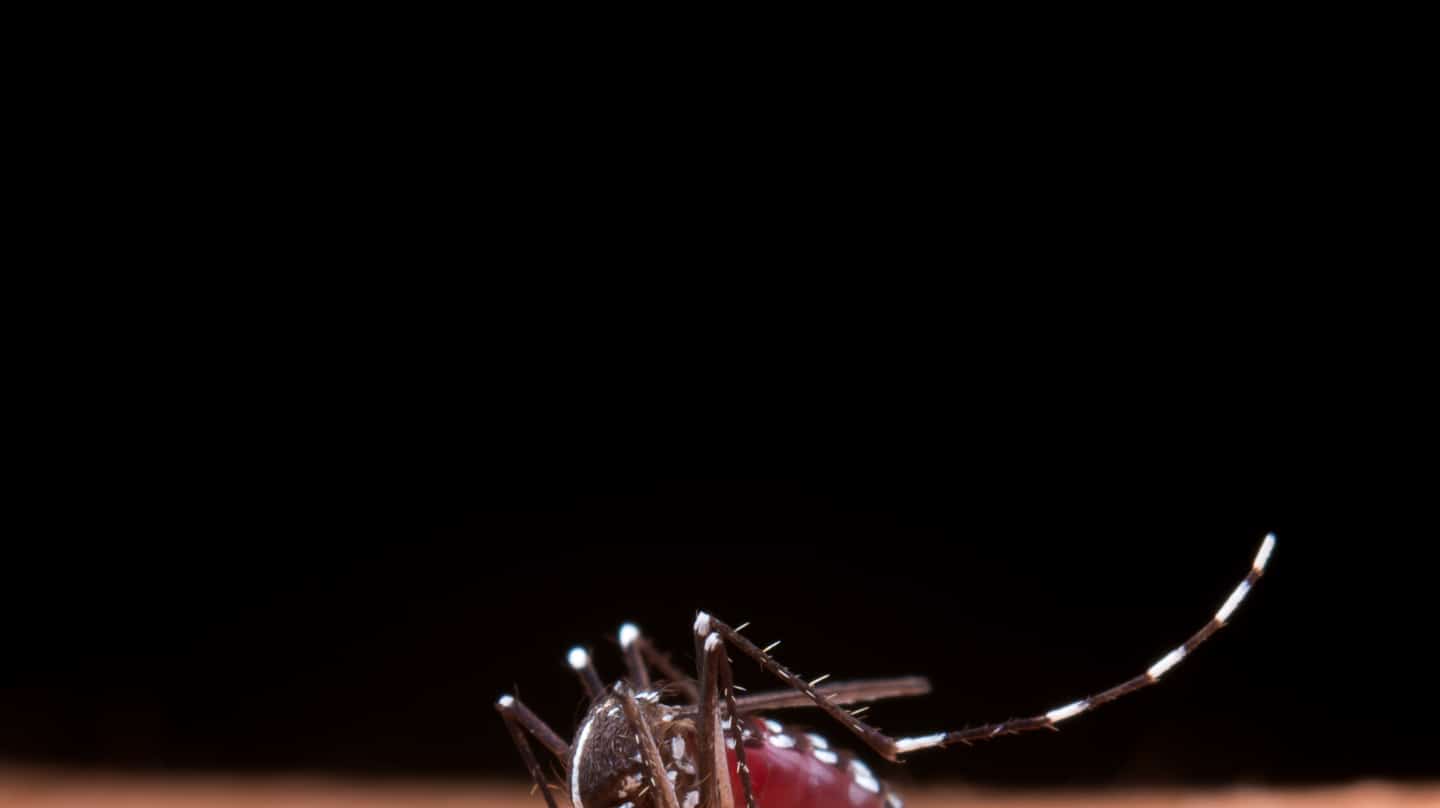Shamonda, el virus africano que transmiten mosquitos