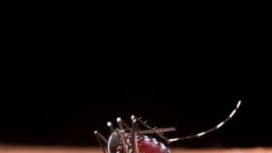 Shamonda, el virus africano transmitido por mosquitos que ha saltado por primera vez a los humanos