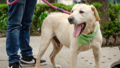 Prohibidos por Ley de Bienestar Animal: los collares para perro que te pueden costar una multa