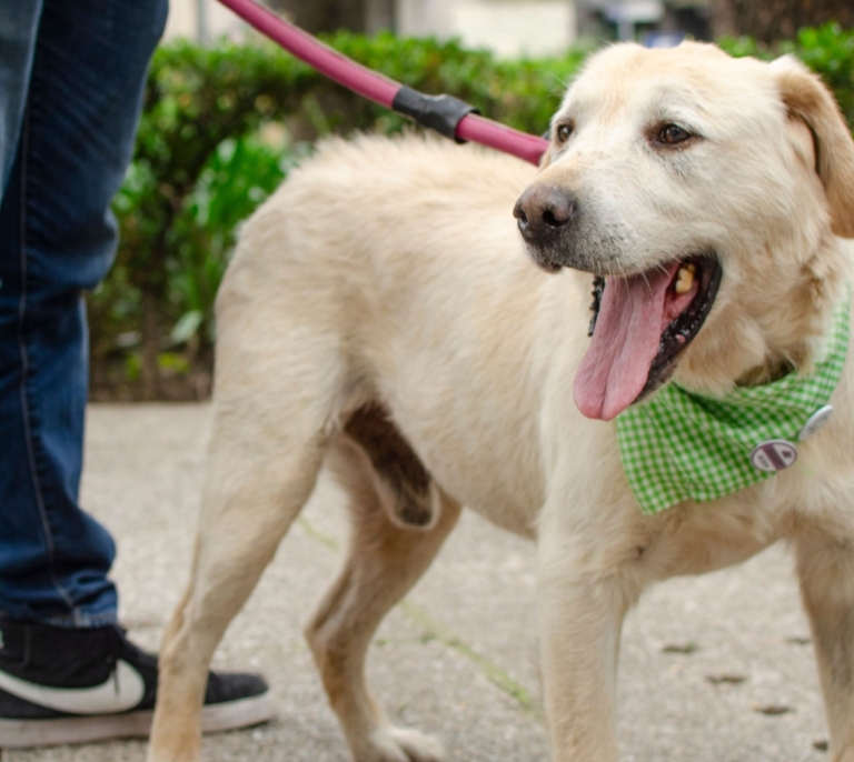 Prohibidos por Ley de Bienestar Animal: los collares para perro que te pueden costar una multa