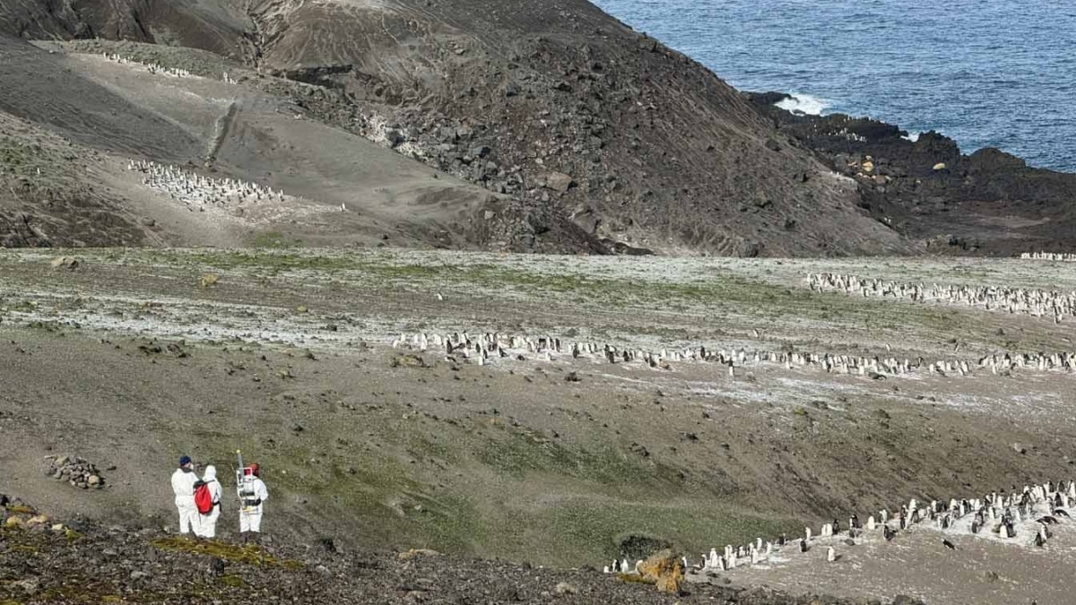 Miembros del equipo del proyecto DICHOSO en Morro Baily, la pingüinera más grande de la Antártida, durante su expedición