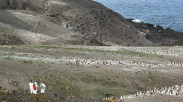 Como tres millones de coches o cinco millones de vacas: el efecto invernadero de los excrementos de pingüinos descubierto por un equipo de investigadores andaluces