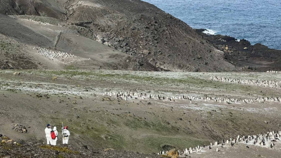 Como tres millones de coches: el efecto invernadero de los excrementos de pingüinos descubierto por un equipo de investigadores andaluces